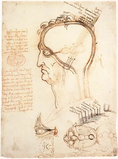 Vergleich von Kopfhaut und Zwiebel Leonardo da Vinci